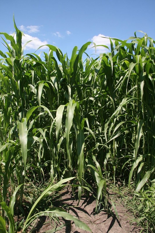 Tall, upright grass with broad leaves