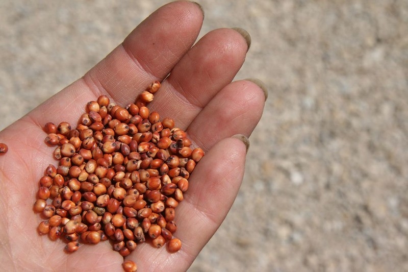 Hand holding seeds (grains).