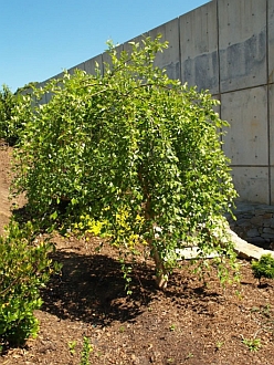 Betula nigra 'Summer Cascade' PP15,105 