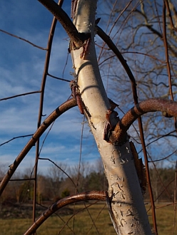 Betula nigra 'Summer Cascade' PP15,105 