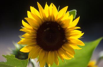 Helianthus annuus