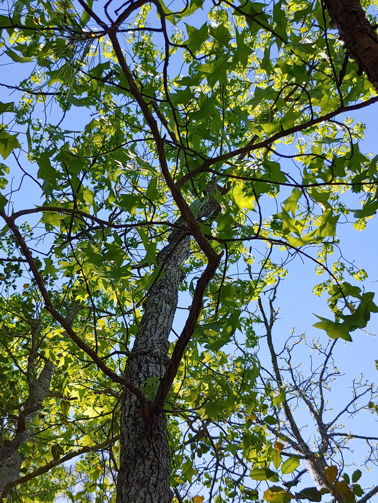 sweet gum brunswick park skdavidson