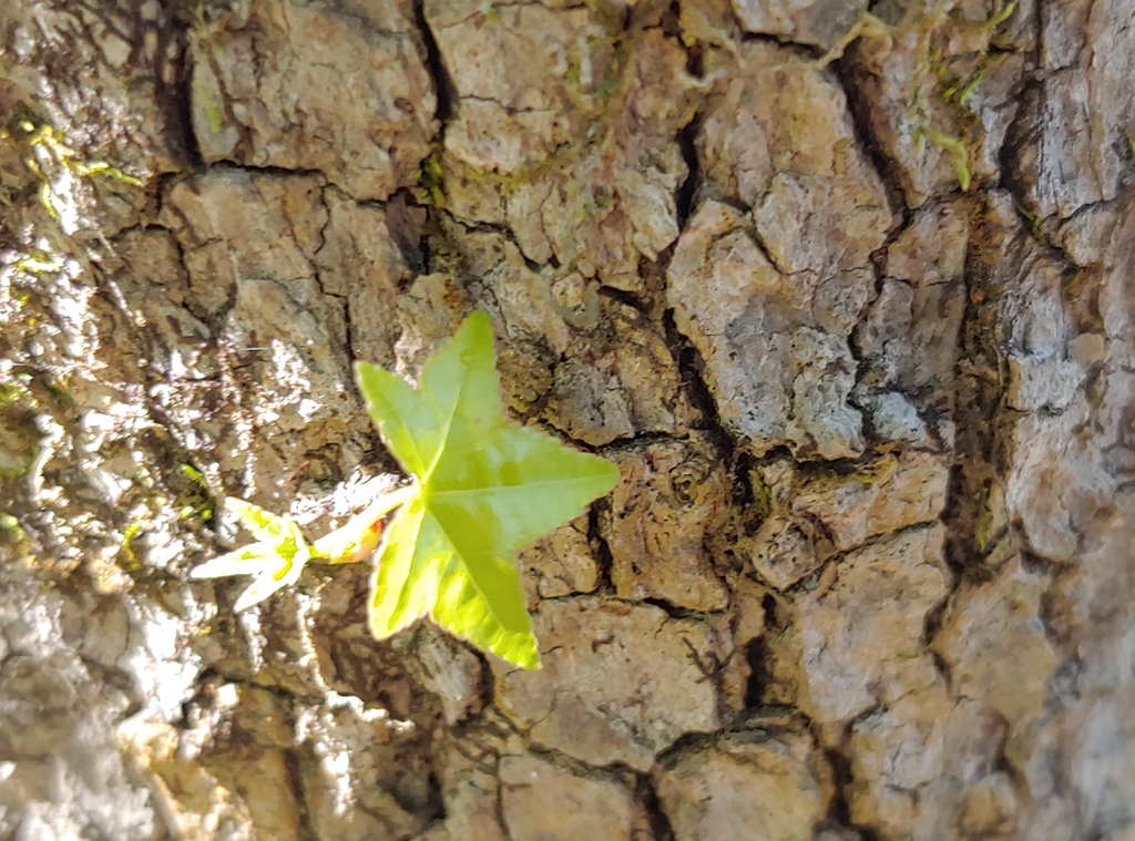 sweet gum brunswick park skdavidson