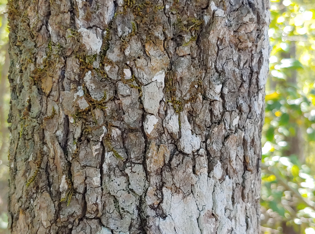 sweet gum brunswick park skdavidson