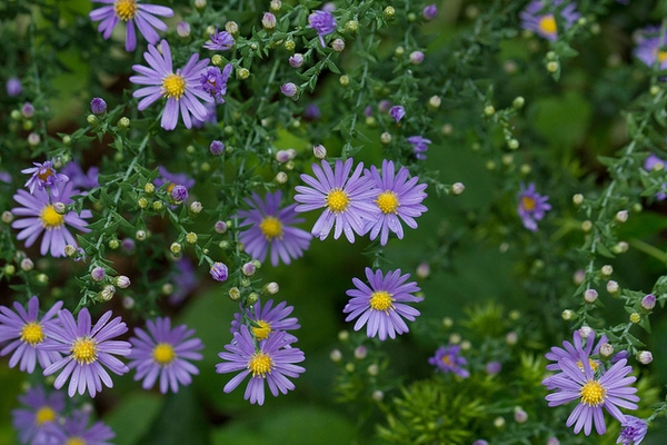Symphyotrichum laeve 'Bluebird'