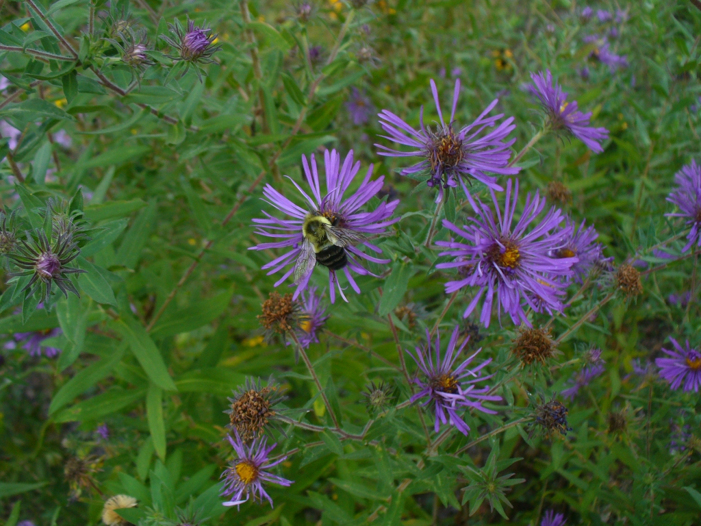 Symphyotrichum novae-angliae flowers in the fall in Moore County
