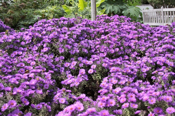 Many purple flowers of  'Purple Dome' cultivar