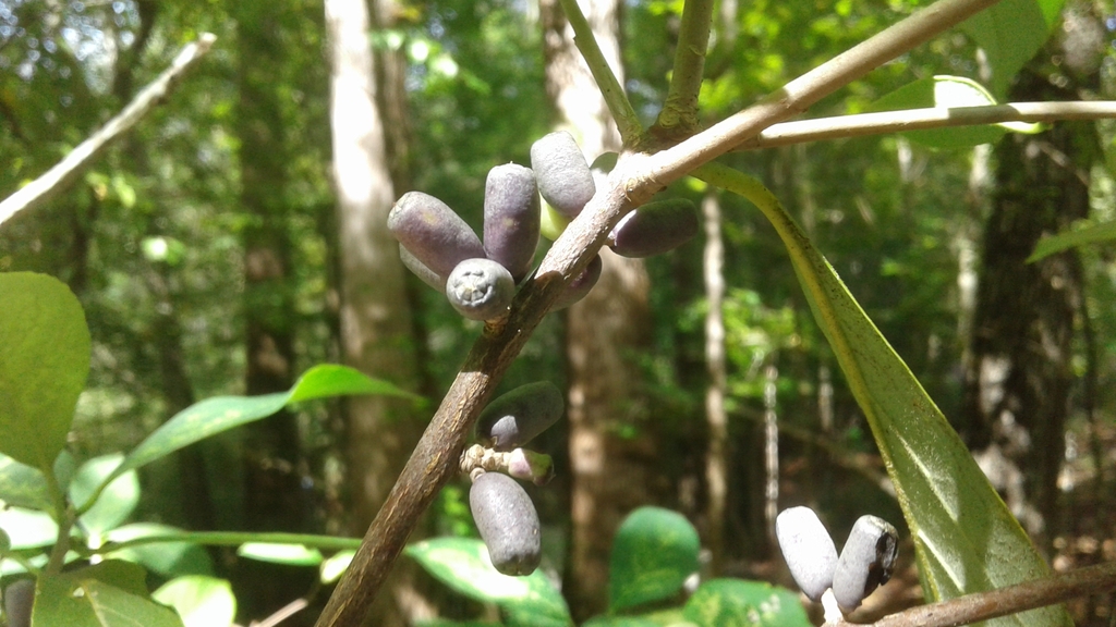 Leafy shoots bearing elongate, truncate purplish berries.