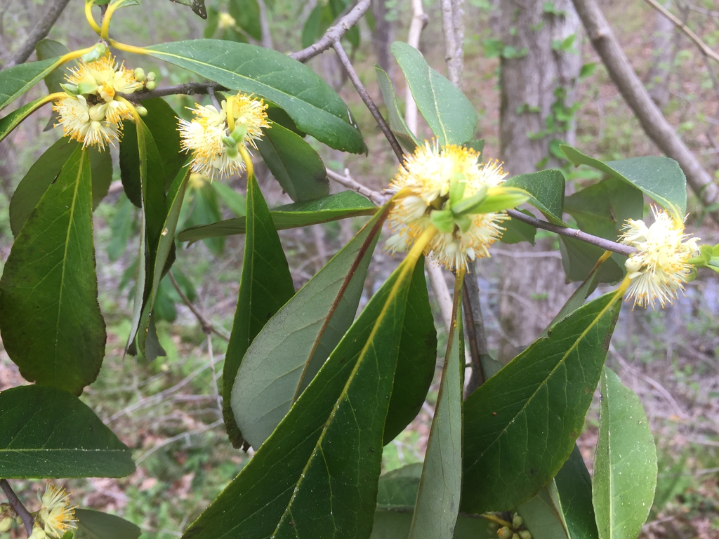 Leafy shoot with yellow axillary stamen flowers.