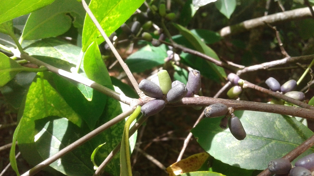 Leafy shoots bearing elongate, truncate purplish berries.