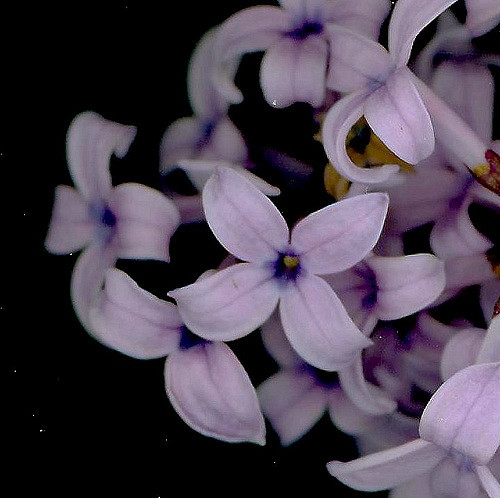 Four petaled lilac lowers