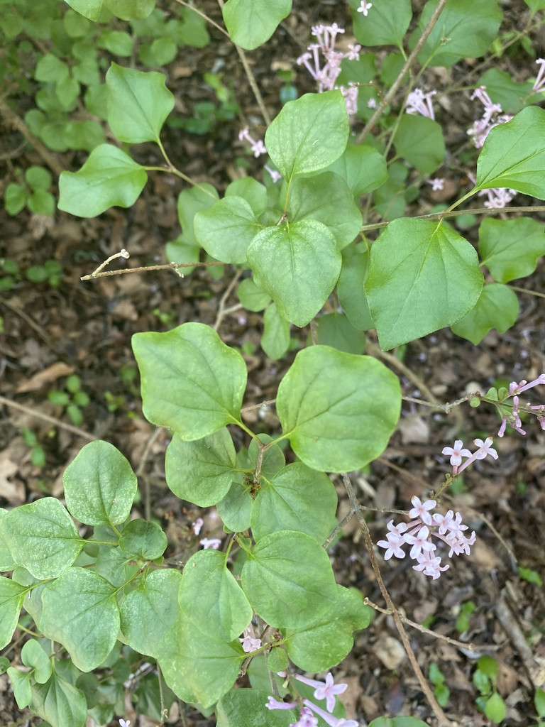 Syringa pubescens subsp. patula