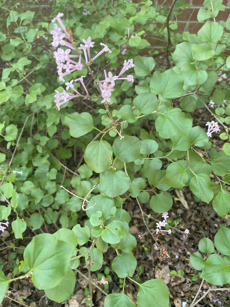 Syringa pubescens subsp. patula