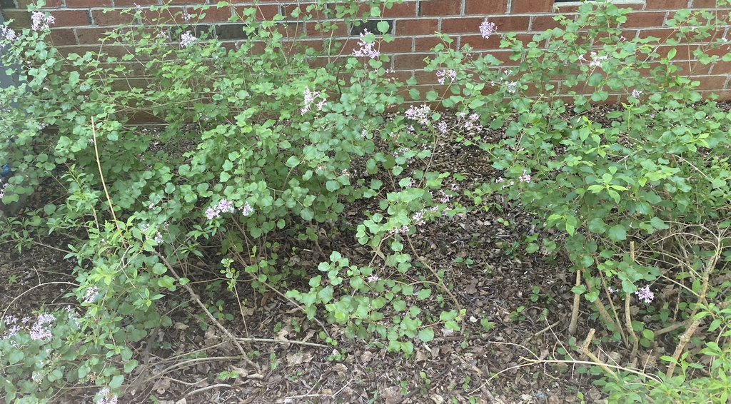 Syringa pubescens subsp. patula