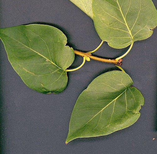 Syringa vulgaris
