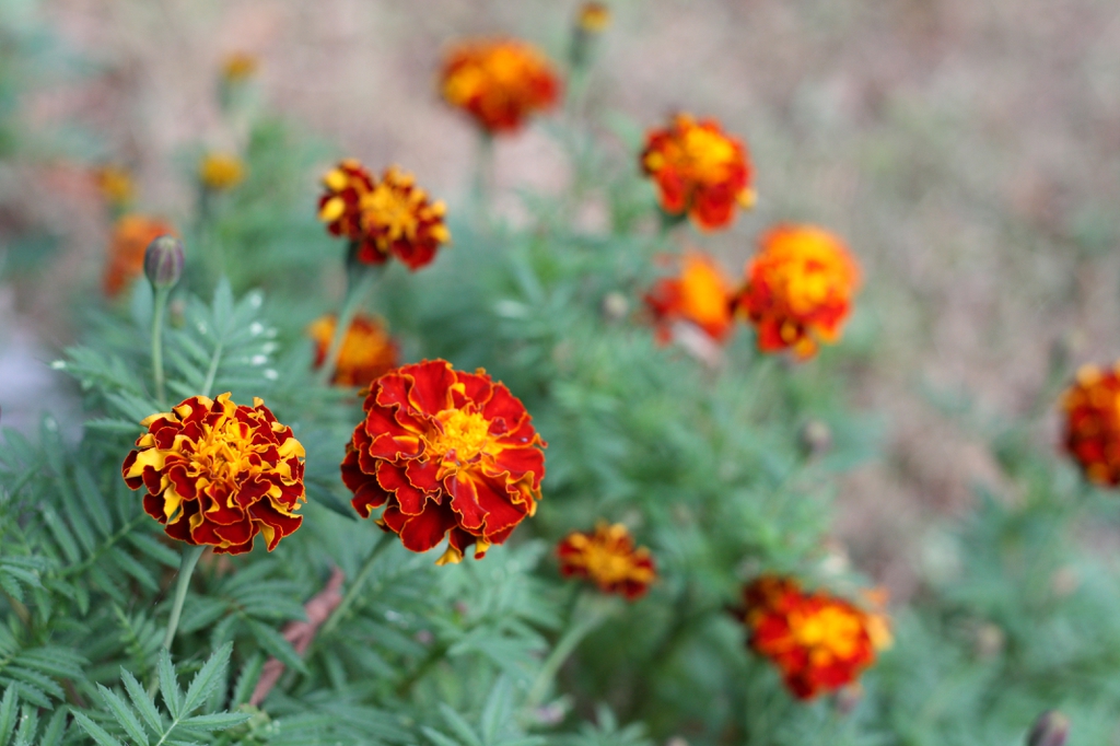 Orange & yellow flower heads held above the pinnate foliage.