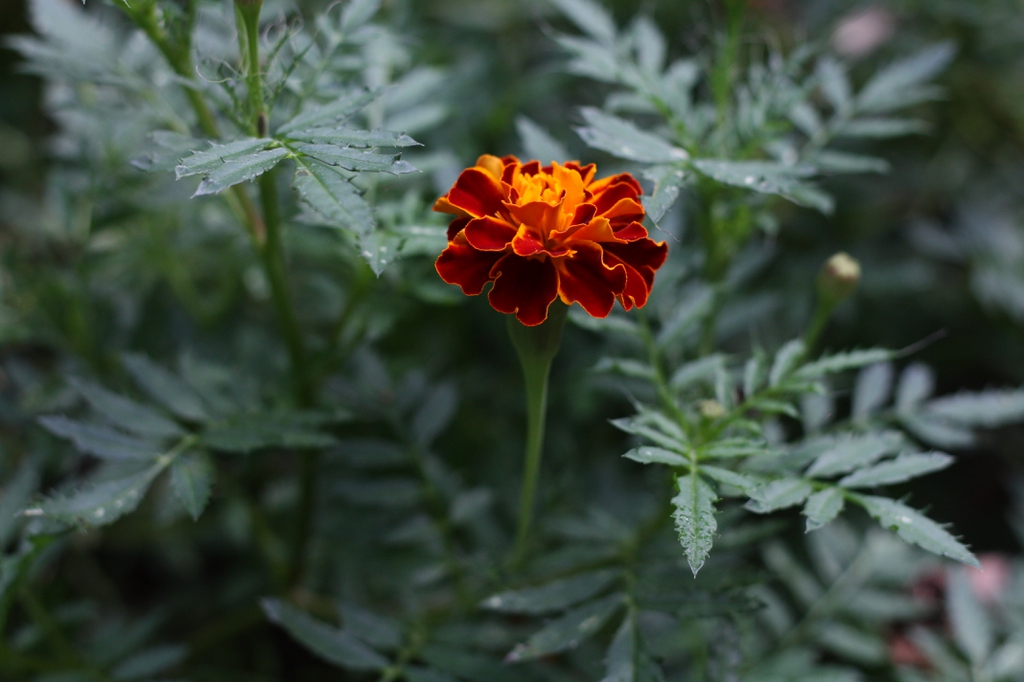 Pinnate leaves & a flower head of deep orange, gold-rimmed fls.