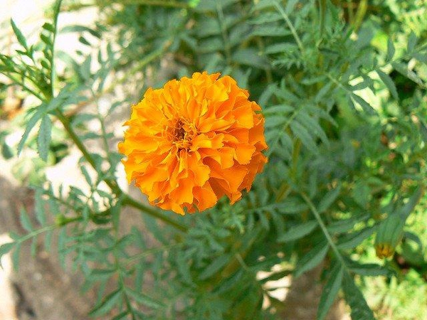 Tagetes spp.