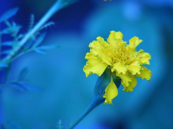 Tagetes spp.