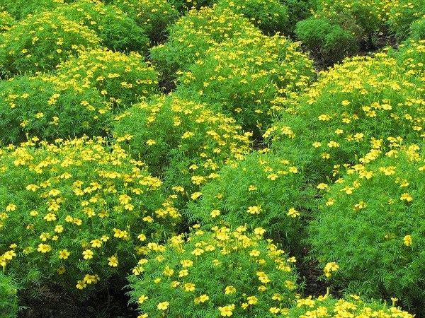 Tagetes spp.