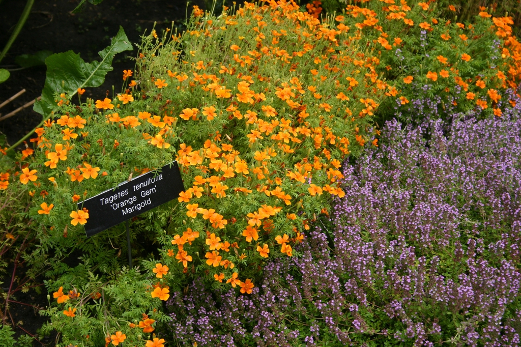 Tagetes tenuifolia 'Orange Gem' planted with thyme.