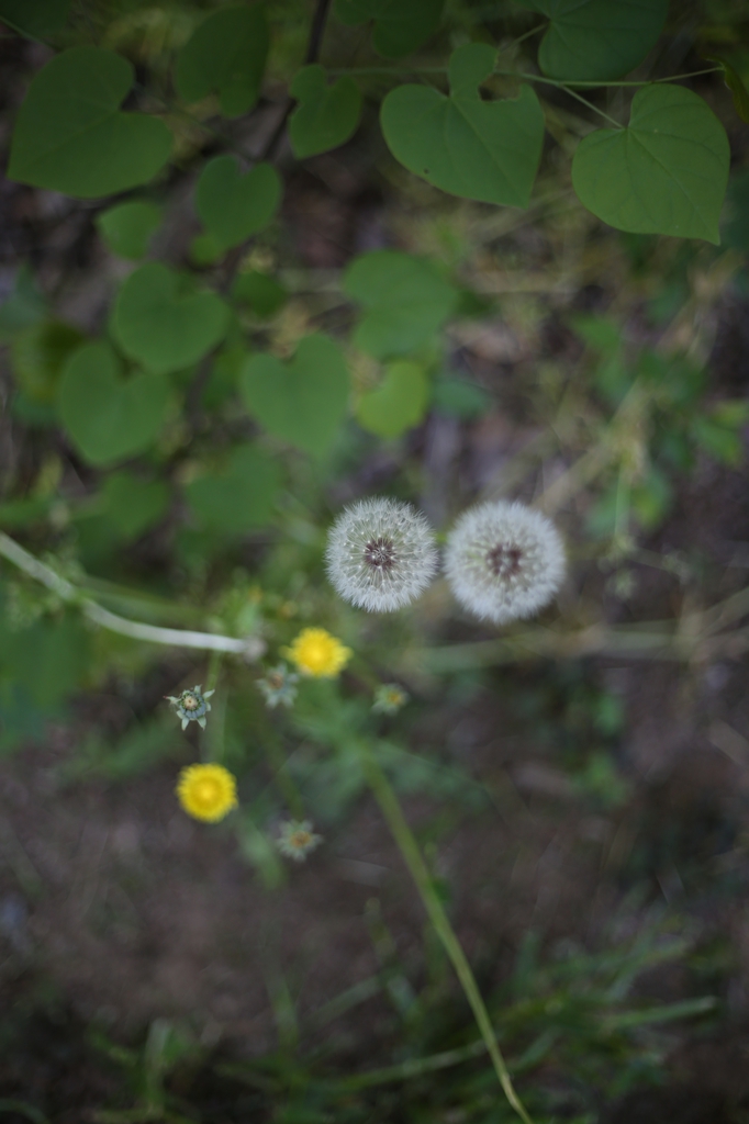 Taraxacum officinale