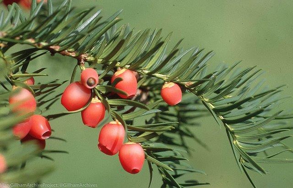 Taxus spp.