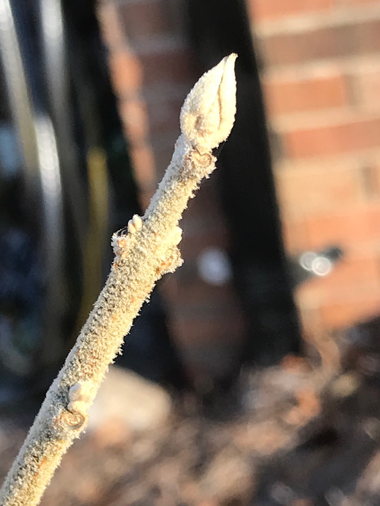 Terminal bud