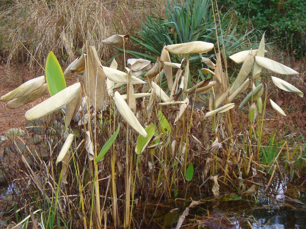 Thalia dealbata in winter in Moore County