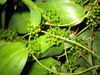 Smilax glabra