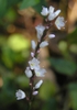 Polygonum hydropiper