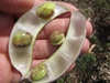 seeds