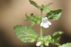 Flower and stem, shows fine hairs