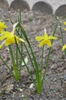 Form