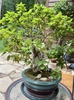 As bonsai