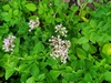 Clusters of tiny white flowers