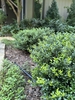 small rounded shrub with shiny leaves.
