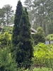 Upright, fastigiate conifer with dark green foliage.