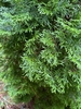 Dark green foliage in flattened branches