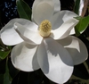 Magnolia grandiflora 'Little Gem'