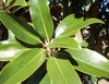 Magnolia grandiflora 'Little Gem'