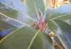 Leaves, Craven County, NC