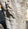 Gray bark, Craven County, NC