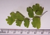 Leaves on single branch - June - Durham Co., NC