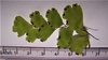 Leaves Underside - June - Durham Co., NC