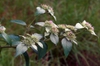P. incanum Flowers and leaves