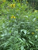Tall plant