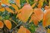 Leaves turning a rich orange.