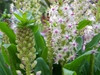 Eucomis bicolor