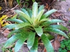 Rosette of variegated green and brown leaves.
